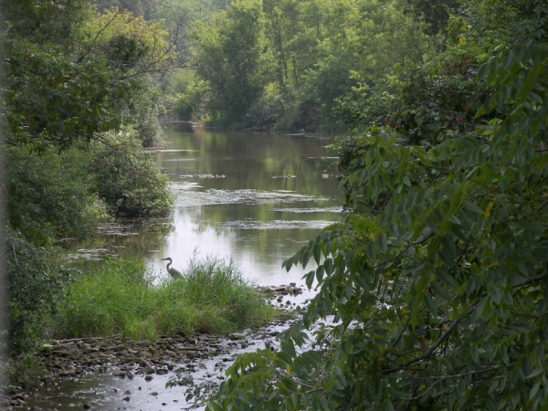 LM Spilsbury Eden Mills millpond with heron