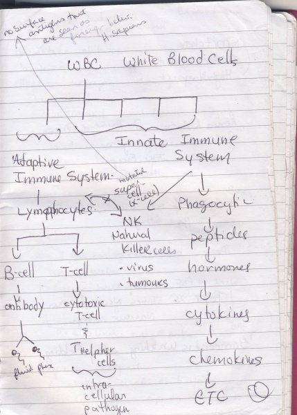 LM Spilsbury notebook page with diagram of immune system