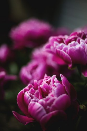 LM Spilsbury things that blow her hair back: Peonies