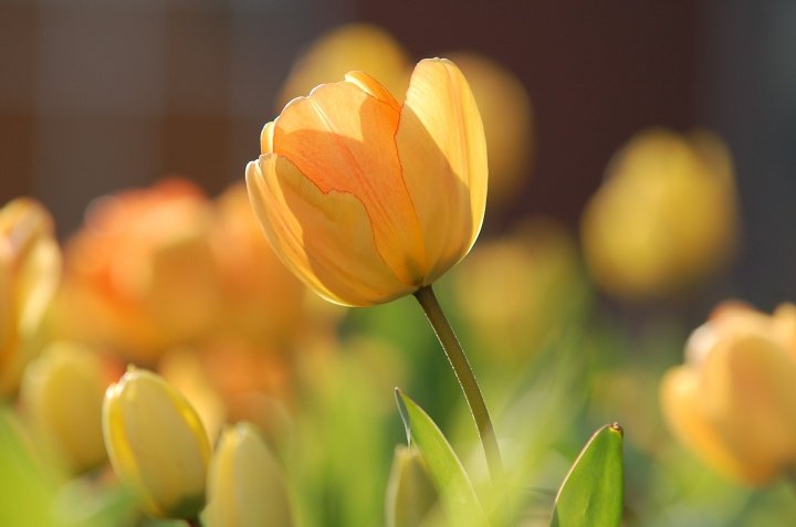 LM Spilsbury things that blow my hair back: tulips