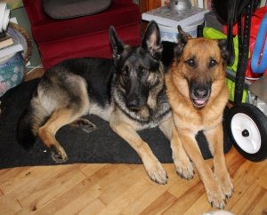 LM Spilsbury's dogs blow her hair back