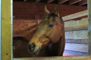 LM Spilsbury's horse Larry blows her hair back